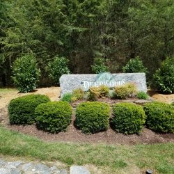 Bush-Installation-in-Deep-Woods-Mills-River