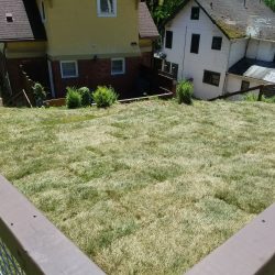 Lawn-and-bush-installation-in-West-Asheville