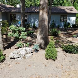 Tree Installation in Canton