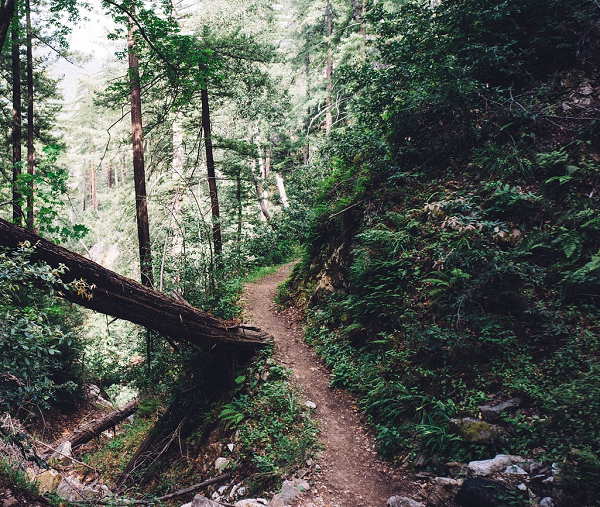trail in woods on private property in Brevard, NC